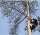 Просмотреть фотографию Ландшафтный дизайн Спил деревьев 2121060 в Новосибирске Foto в Строительство и ремонт Ландшафтный дизайн Оперативно и аккуратно удалим любой сложности в Новосибирске 3 000