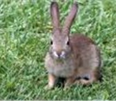 Фото в Домашние животные Грызуны Продам 3х кроликов пушистые,красивые,Подойдут в Барнауле 0
