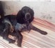 Новая фотография Вязка собак Русский охотничий спаниель 3567303 в Новосибирске Фотография в Домашние животные Вязка собак Парень 2 года ищет даму для вязки.Рослый,чистокровный.Дополнительная в Новосибирске 0