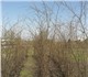 Просмотреть фотографию Растения Продам саженцы липы мелколистной, высота 1, 8-2, 5 метра, 1807798 в Москве Фото в Домашние животные Растения Продам саженцы липы мелколистной,высота 1,8-2,5 в Москве 850