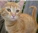 В Добрые руки,   ласковые,  красивые котята ищут дом, 136962  фото в Дзержинске