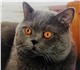 Скачать бесплатно foto Вязка Вязка с Шотландским прямоухим красивым котом 4027081 в Москве Фотография в Домашние животные Вязка Предлагаем вязку с шикарным Шотландским прямоухим в Москве 2 000
