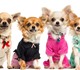 Увидеть изображение Товары для животных Распродажа одежды для собак от URBAN DOGS 3337374 в Москве Фотография в Домашние животные Товары для животных У нас вы найдете одежду на все породы собак, в Москве 12