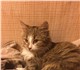 Смотреть foto Отдам даром-приму в дар Отдам кошечку в добрые руки 3709047 в Нижнем Новгороде Foto в ? Отдам даром-приму в дар Добрый день! Отдадим в добрые руки кошечку в Нижнем Новгороде 0